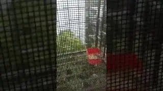 2 little sparrows