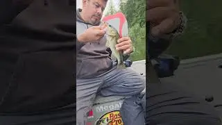 Sexy Mouse!! #bassfishing #fishing #bass #shorts #shortsvideo #spinnerbait #wareagle #fish