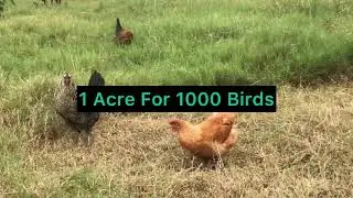 Free Range farming requirements #freerangechickenfarming #basic #cagefreerequirment #forager#forager