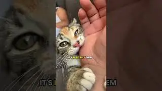 4 WEIRD SIGNS YOUR CAT LOVES YOU