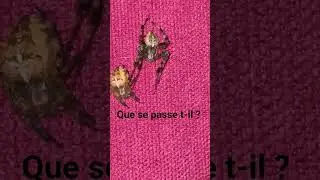 @seb_insectes peus tu m'&eacute;clairer sur leurs intentions ? stp