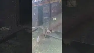 Chicken coop drama! 😆 #homesteading #backyardchickens
