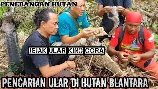 Penelusuran ular king cobra ⚠️ di hutan blantara yang sedang penebangan hutan #snake #ularbesar 