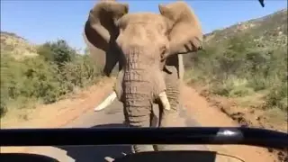 Watch Arnold Schwarzenegger Get Chased By Angry Elephant While on Safari