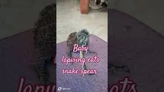baby lapwing eats snake spear #music #electronicmusic