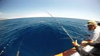 Triton Sportfishing - Big Yellowtails at Catalina Island