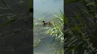 Day 53!#fyp #foryou #fypp #fypage #foryoupage #duck #ducks #duckpond #daily #vlog #dailyvlog #music