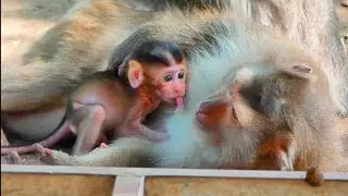 OMG ! Brandy's mom is so tired she sleeps give her baby drink milk -cos she has weak health so pity