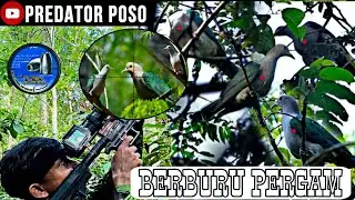 BERBURU BURUNG PERGAM DI AWAL MUSIM HUJAN DI SPOT PERGAM JUMBO / PCP PREDATOR