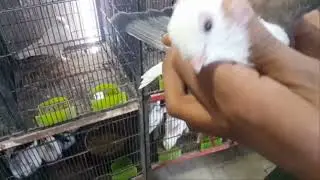 Pet /Birds Shop near me, Parrots, Fancy Hens, Love Bird Market Chakwal City@petsandanimal8740