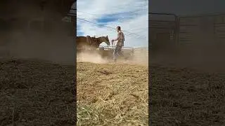 barrel Futurity prospect first time saddled
