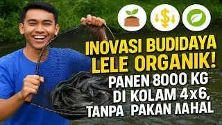 Inovasi Budidaya Lele Organik &ndash; Hemat Biaya, Panen Melimpah! 🔥