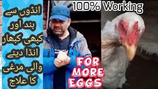 Hens (Murgi) R Not Laying Eggs | Simple Easy Solution