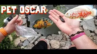 Buying Tiger Oscars From Petco For The 800 Gallon Backyard Pond!!!