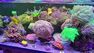 Reefing 2025 🙏