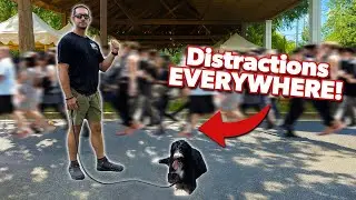 Training a Bernedoodle when EXCITED with LOTS of Distractions!
