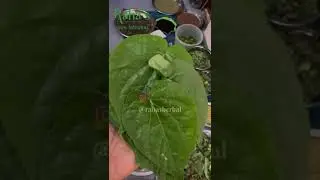 cold control high medicine value leaves are added In our hair oil