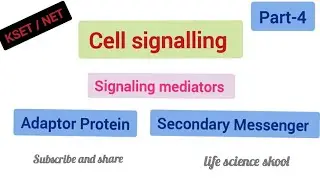 Signaling mediators/Effectors/effector ion channel/Secondary Messenger/Adaptor Proteins#kset #neet