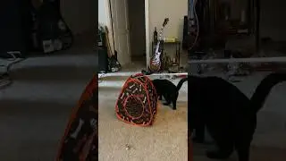 #blackcat #cat #catvideos #cute #play #catplaying #kiwicatt