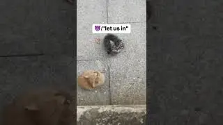 let me in 😻 hitube!