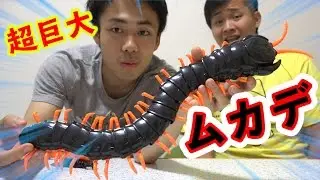 超巨大ムカデドッキリでまさかの結果に仕掛け人が...！？
