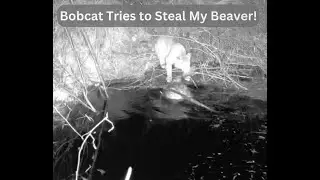 Southern Trapline S2E4 Bobcat tries to steal my Beaver! UPDATED VIDEO