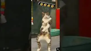 ഇവൻ പുച്ഛയല്ല 😄😄 പുലി പുപ്പുലി 🙏🙏#cat