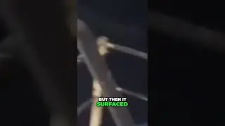 Unbelievable Mermaid Sighted in the Mississippi River!