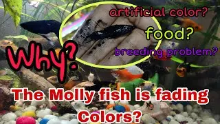 Why is this Molly Fish fading colours? 😡😡 Artificial colors? Food problem ? Breeding problem ? 🐟🐟
