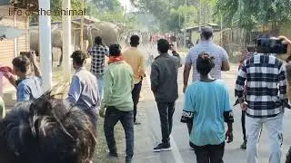 It is a rare sight to see an elephant crossing the road in the morning.