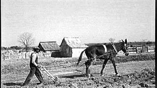 Julius Daniels Can't Put The Bridle On That Mule This Morning (1927)