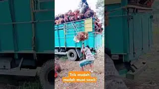 #shotrs cara mudah untuk pemula muat buah sawit🌴#muatsawit #kelapasawit #buahsawit