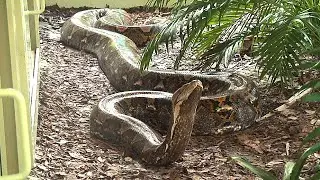 Er ist eine der gr&ouml;&szlig;ten Schlangen der Welt / Der Netzpython (Malayopython reticulatus)