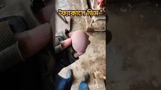 ফ্যাকাসে ডিম। #shortvideo #shortsfeed #shots #ডিম #egg #eggs #eggproduction #layerfarm #layerchicken