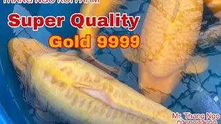 Super quality Karashigoi, Doitsu Karashigoi, Ginrin Karashigoi. #Koi #koipond  #koipondbuild