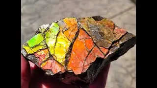 Alberta Ammonite Fossil Hunting with the Fossil Kids!