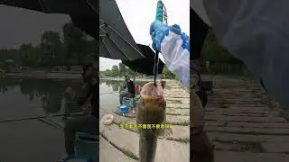 #鲢鳙 这女的已经迷上抽鲢鳙了，抽鲢鳙还真有瘾😜#原来钓鱼才是抖音运动顶流 #钓鱼的乐趣只有钓鱼人懂 #浮钓鲢鳙 #夏天就是要去钓大鱼