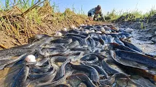 A female fisherman catches many fish and collects eggs in a rice field.