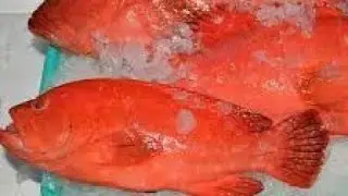 Redcad 🐟 Redsuno                       boyaboya/deliver#coron