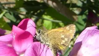 Skipper butterfly - Ochlodes sylvanus - Fi&eth;rildi - Skord&yacute;r - Ilmbaun