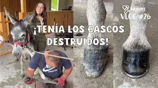 La Primera Herrada De Mi Burrita Rescatada | Ten&iacute;a los Cascos Destruidos - Lauvet