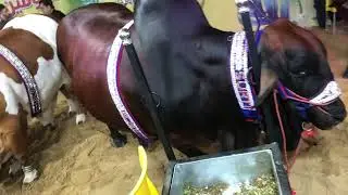 Sorti castle farm Karachi Expo