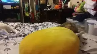 Stellybelly