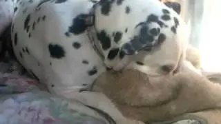か～ちゃん毛布をかむ