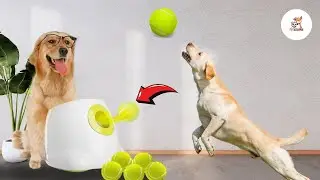 ALL FOR PAWS Automatic Dog Ball Launcher | Ultimate Fetch Fun for Your Dog