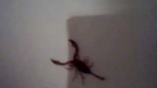 a scorpion in my bathroom