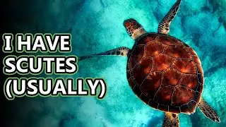 Sea Turtle facts: Do you know every species? | Animal Fact Files