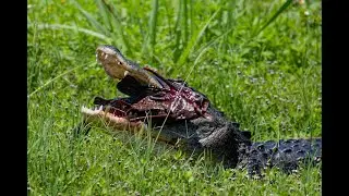 SWAMP KING  (Alligator) IN ACTION, Florida