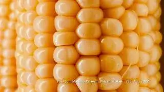 Molecular structure of BZR1-BAM8 - non-catalytic beta amylase domain (from corn)