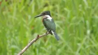 Male Green Kingfisher
